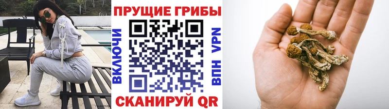 Псилоцибиновые грибы мицелий  Купить  Воронеж 
